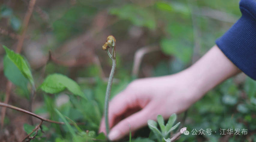 厥菜人工种植图片