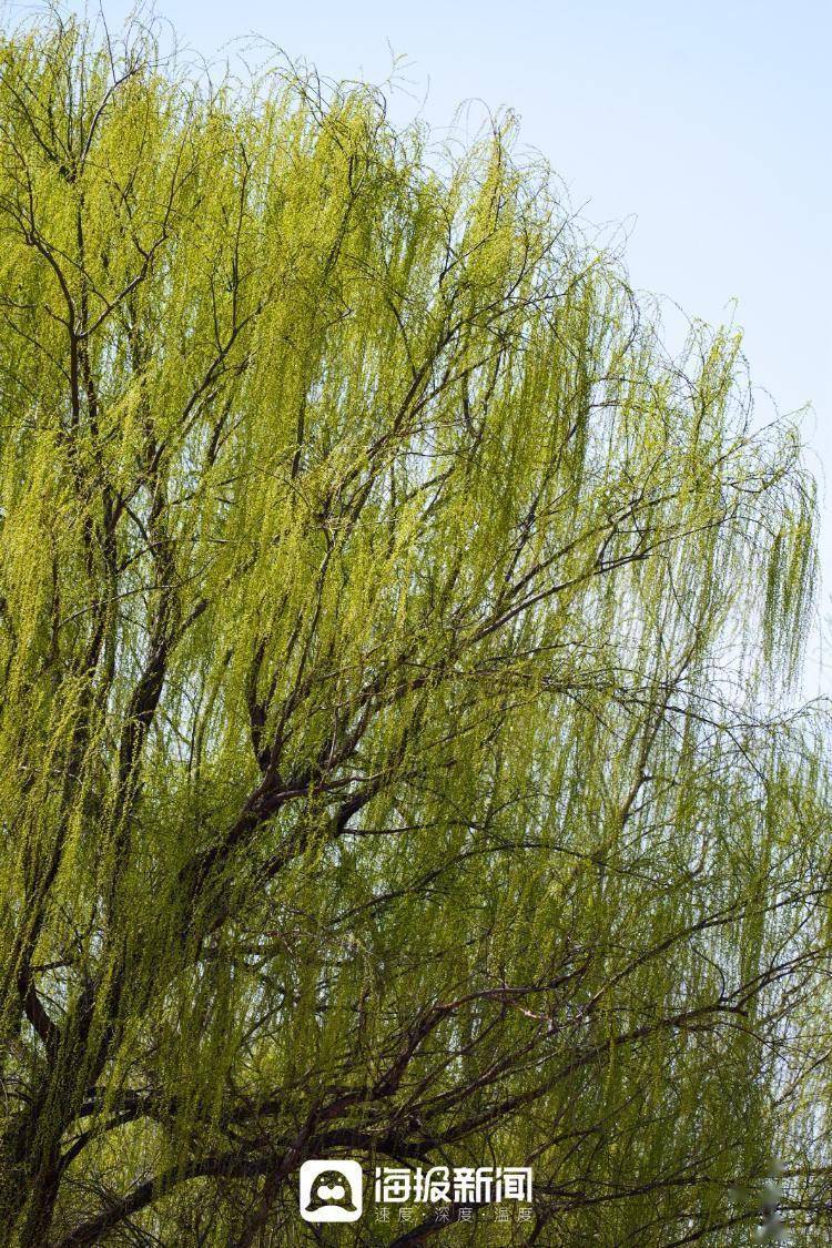 春风又绿!柳树发芽吐新绿