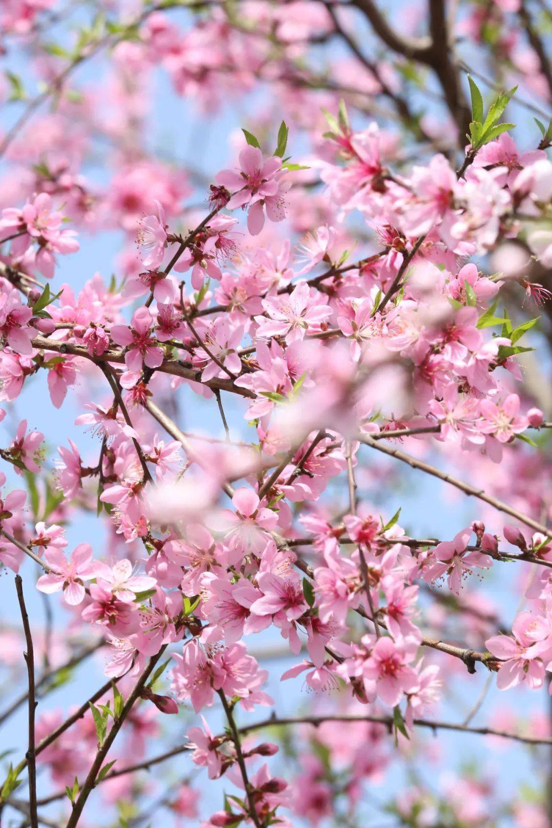 桃花竖屏壁纸图片