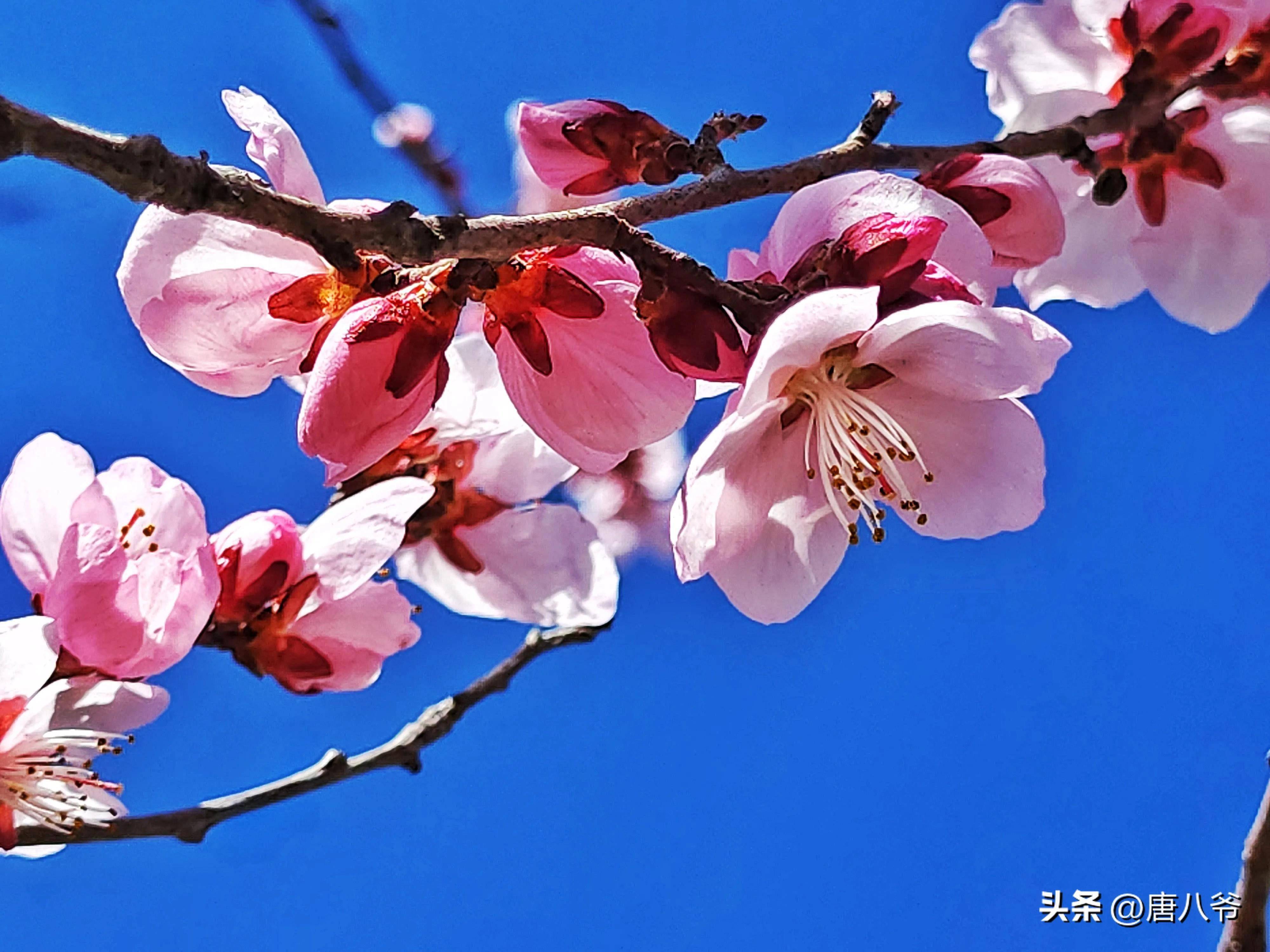 花开满园,春意盎然,满园春色犹如一幅生机盎然的画卷