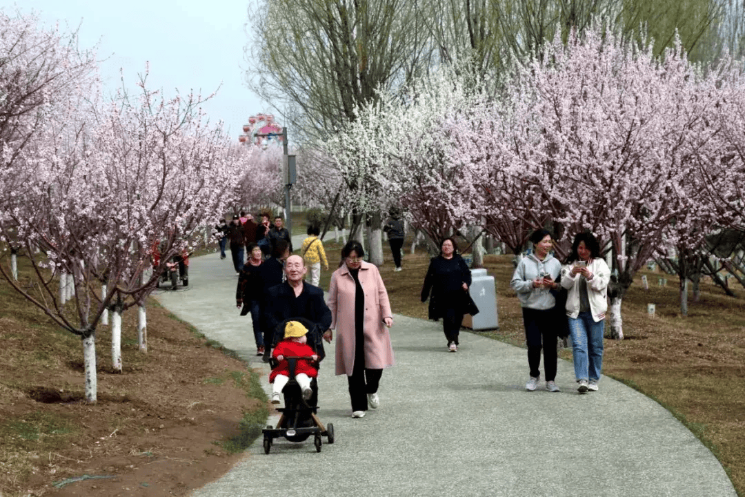 晋阳湖公园赏花图片