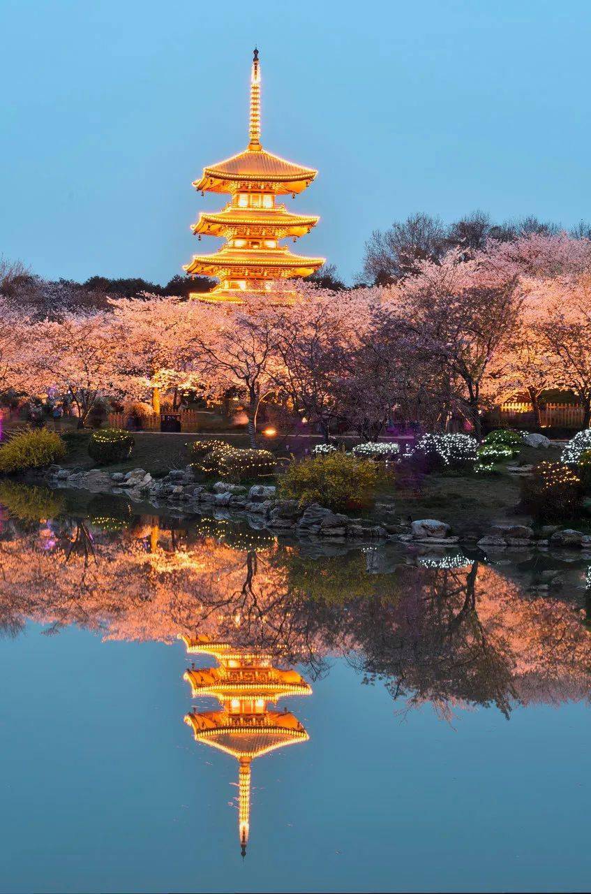 花海_永福樱花园_油菜