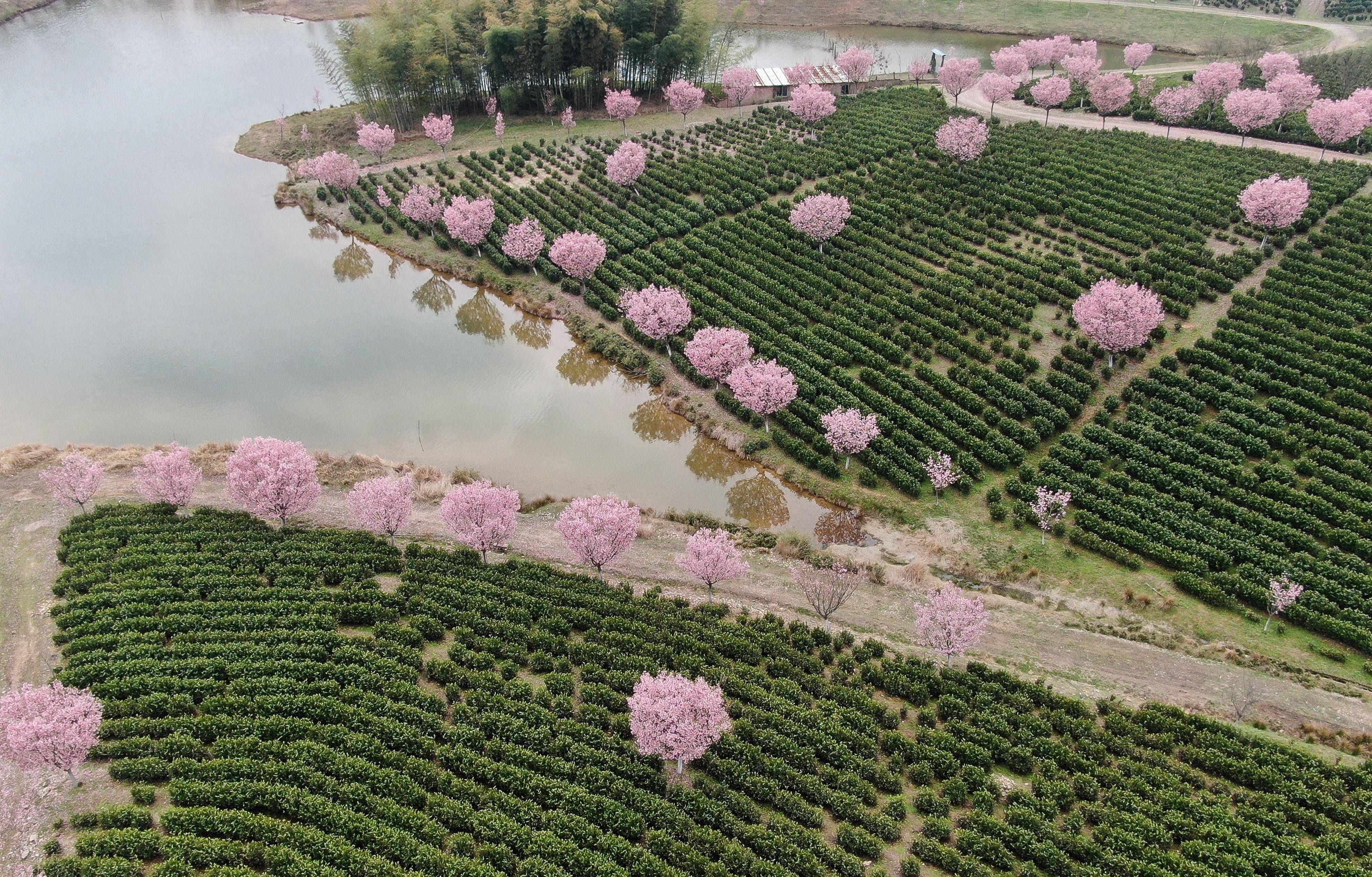 涟源黄龙樱花基地图片