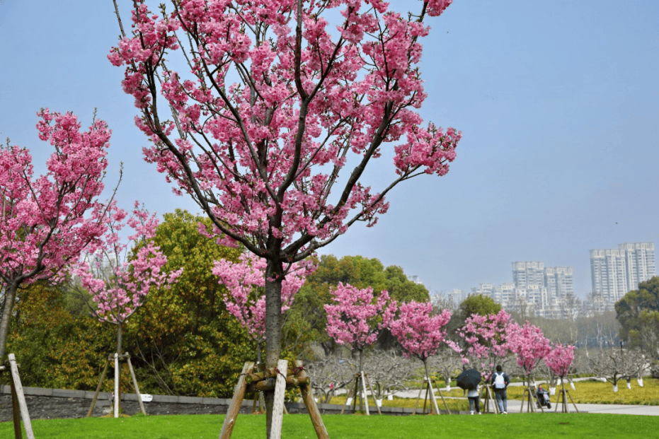 花之旅l500余株阳光樱盛放不能错过的樱花隧道