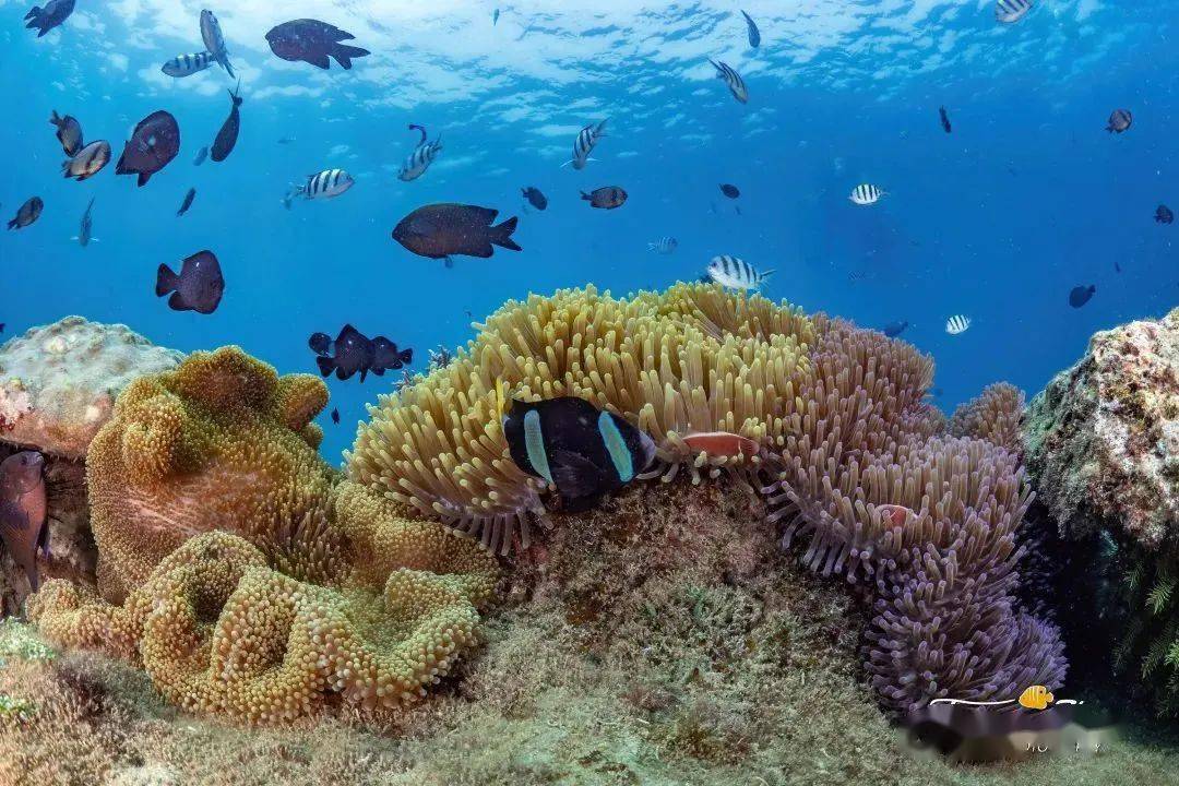 不要再误解三亚了真实的潜水体验等你来探索