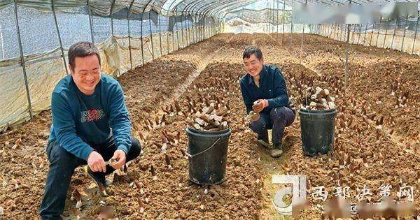 农村致富种植项目是什么(农村致富种植项目是什么意思)