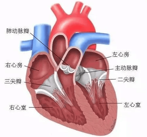 心脏