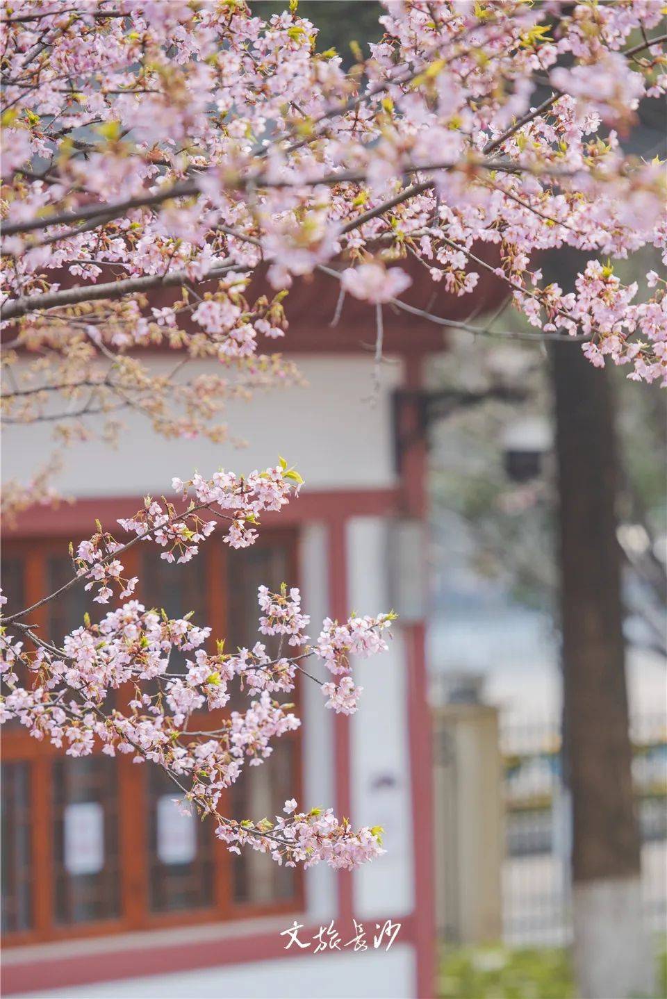 与别处不同,晓园公园的樱花遍布园内各处,花影绰绰,各处都是惊喜,园中