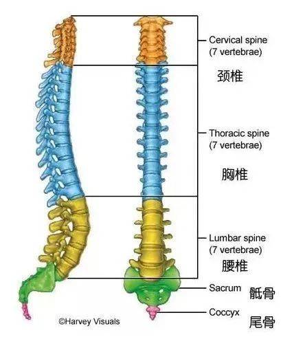 脊柱的构造与组成图片图片