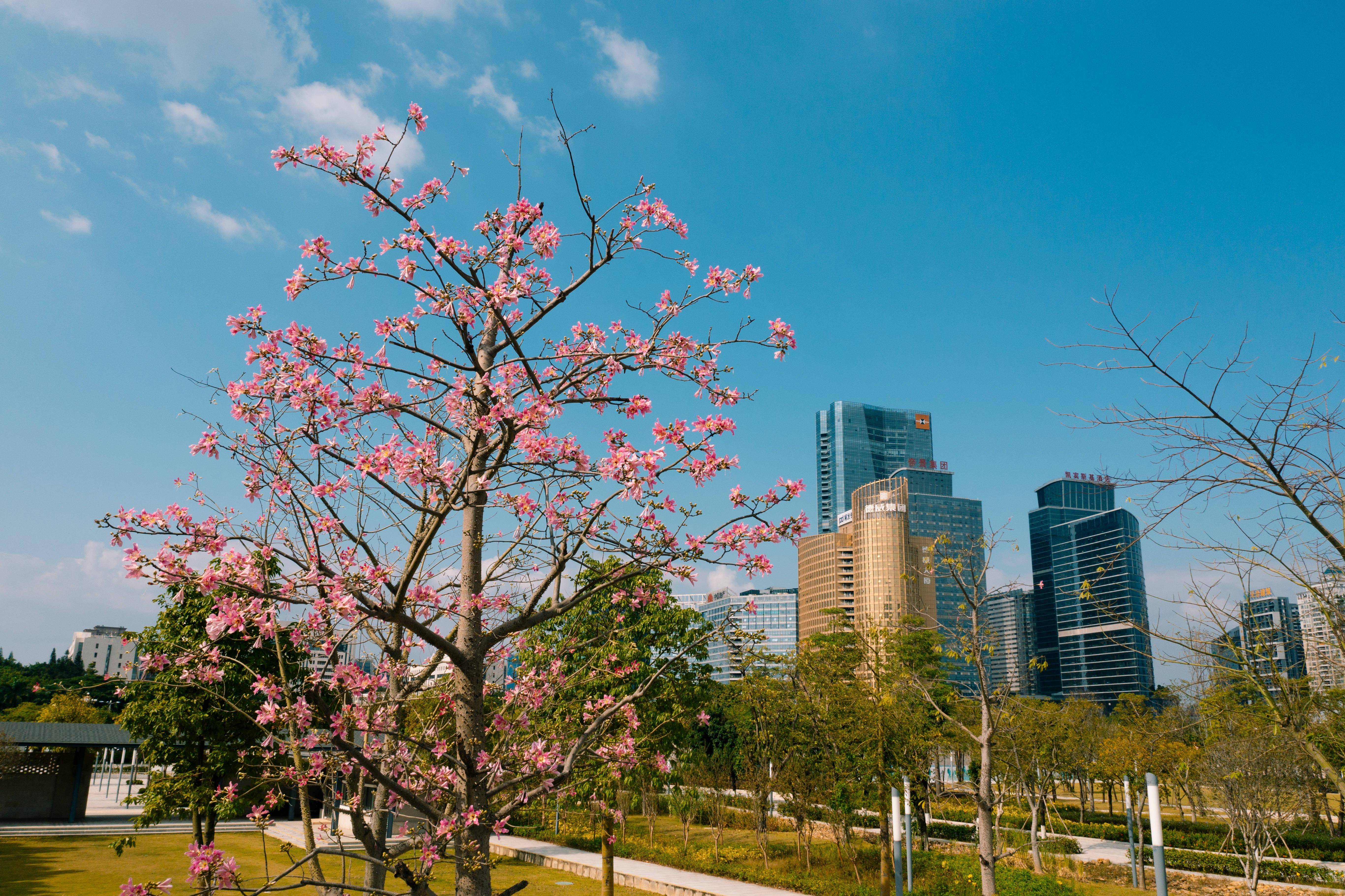 惠州三栋看花的景点图片