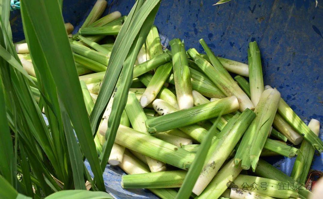乡村振兴 | 宜良县:头茬茭白争"鲜"上市_种植_社区_玉龙