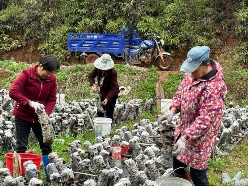 莲塘坳镇先锋村木耳丰收助农增收致富