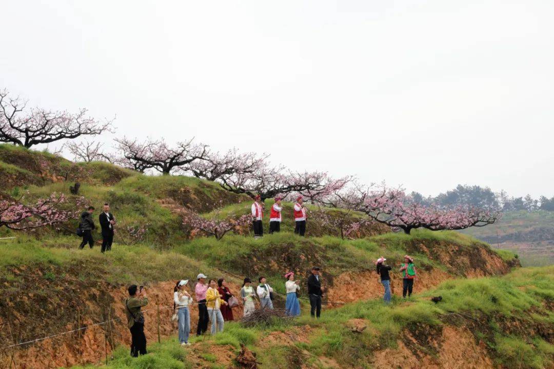 又美又甜 快来古田