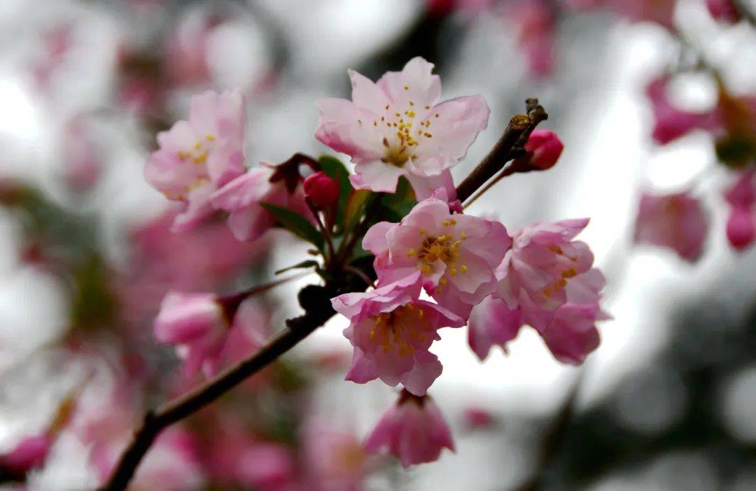 花语:温柔,漂亮,欢乐杜康大道两旁,高高的海棠花树,鲜花怒放,簇拥掩映