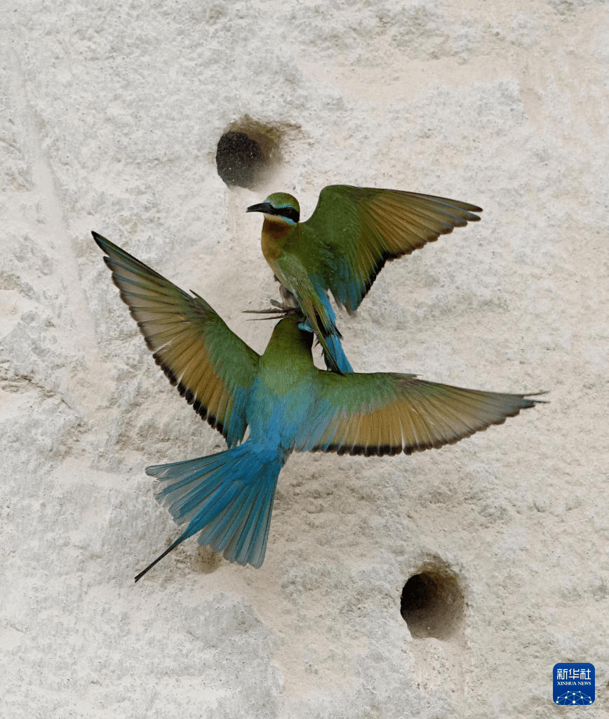 春日踏青新乐趣厦门上演万鸟齐飞大片附观鸟地图