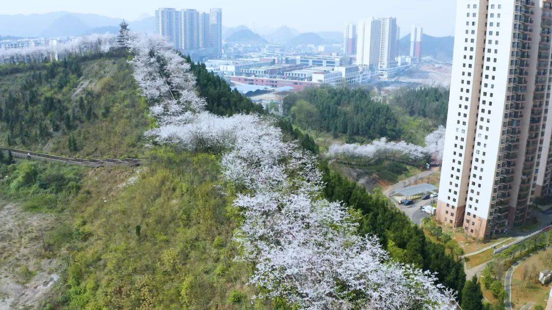 凯里开发区白午樱花图片