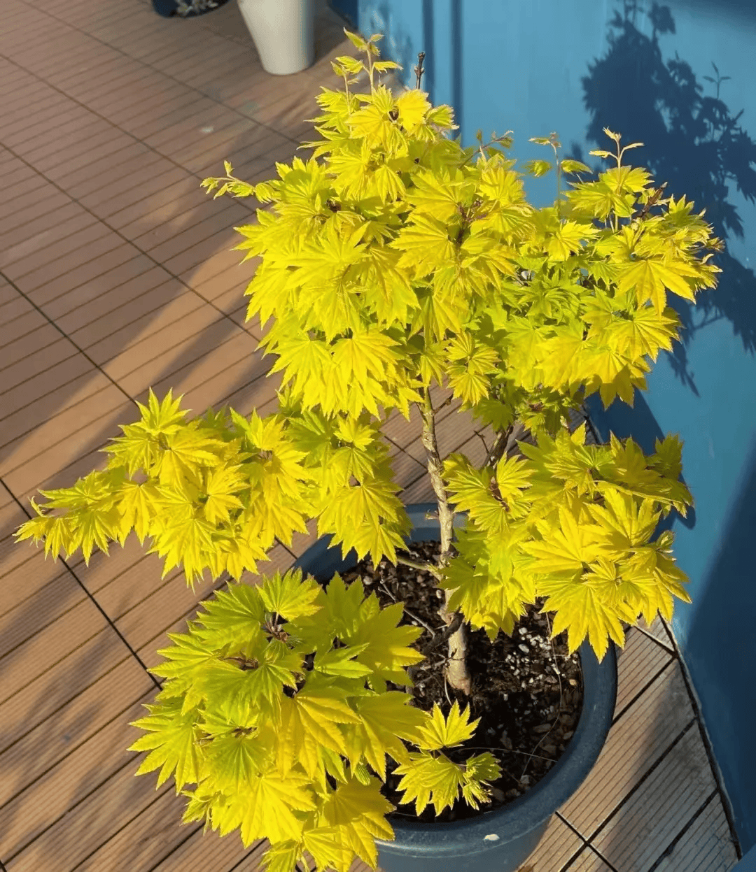 枫树迷简单几步让枫树达到最佳观赏效果