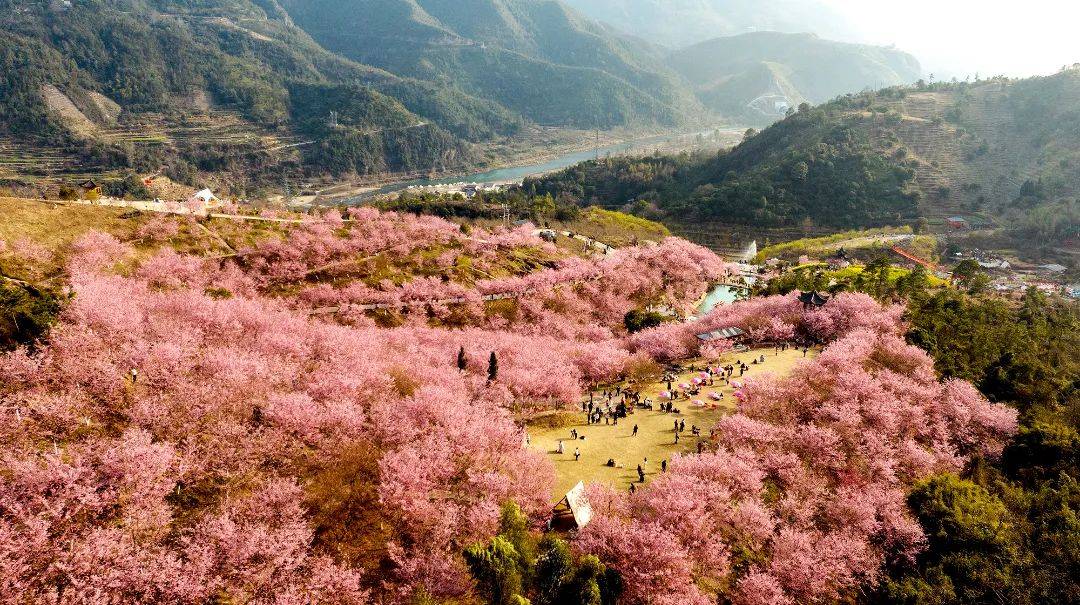 温州樱花公园图片