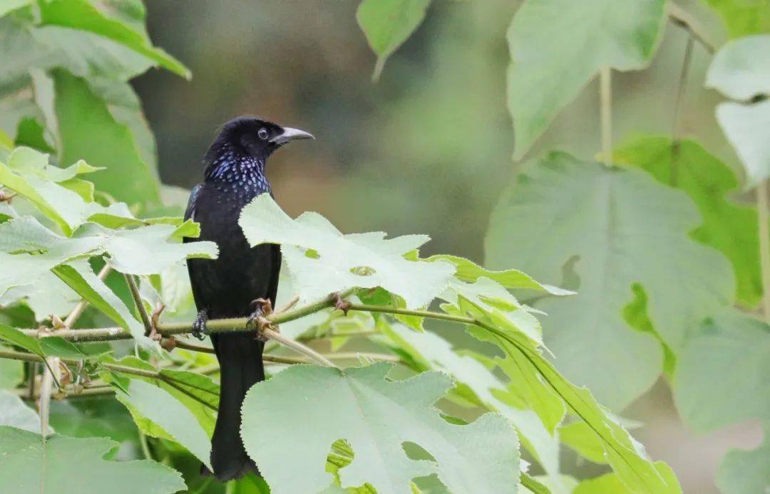 鸟类篇:发冠卷尾 dicrurus hottentottus ( linnaeus )【云南西双版纳