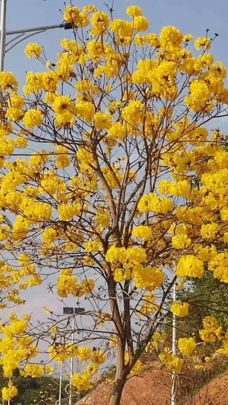 静下心来,一同欣赏这美丽的风景感受这花木带来的美好与它们一同绽放