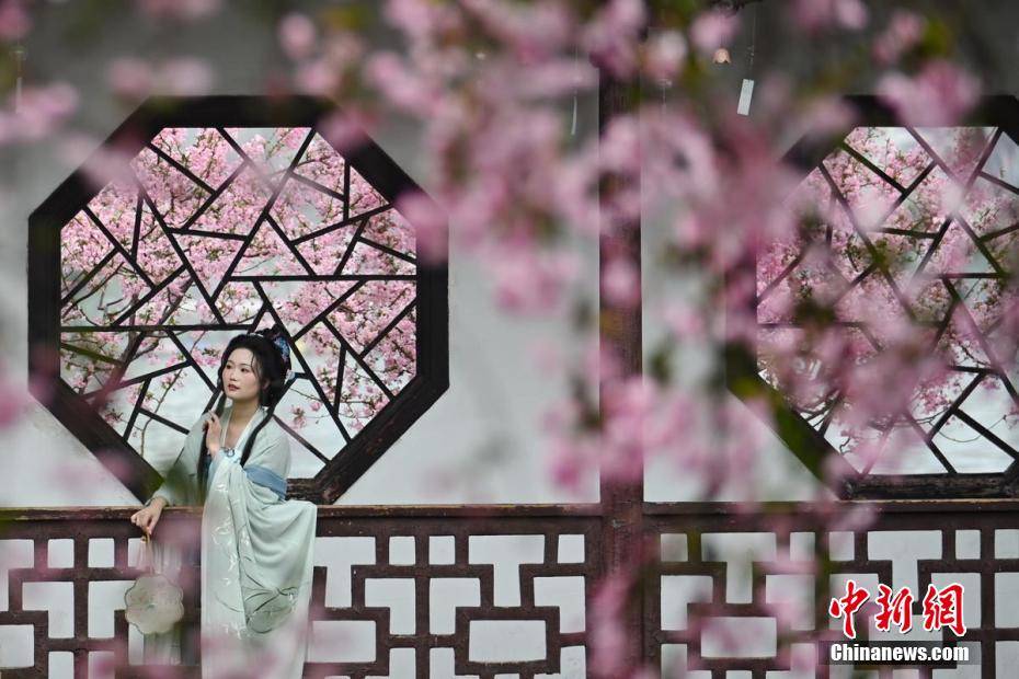 南京莫愁湖海棠花开春满园