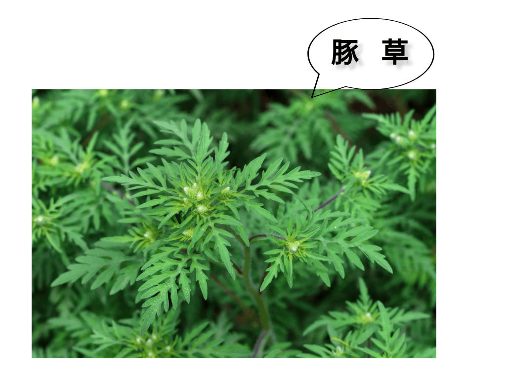 清明临近,千万注意!它有毒,别当艾草采了