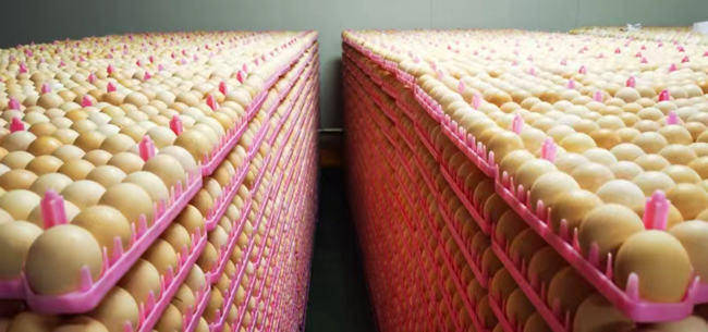 吉林德惠:树立大农业观 把农业建成现代化大产业_托管_种植_发展