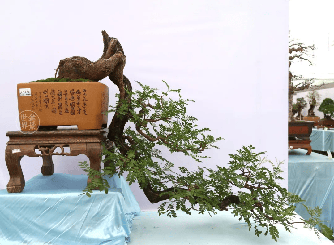 水影横斜_作品_cm_盆景