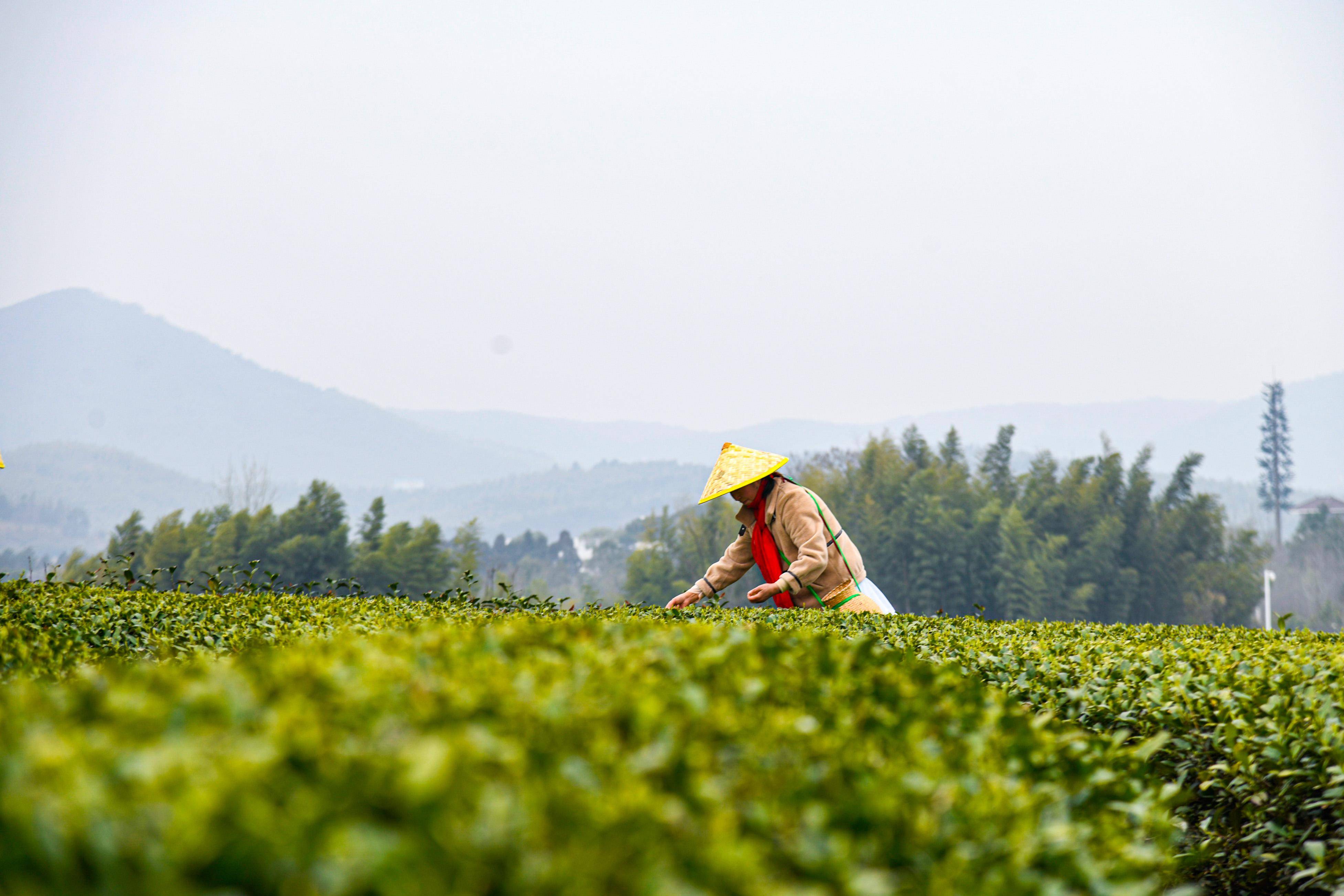 省绿色优质茶叶基地""茶香小镇"薛埠镇,头茬春茶已经大面积开采,采青