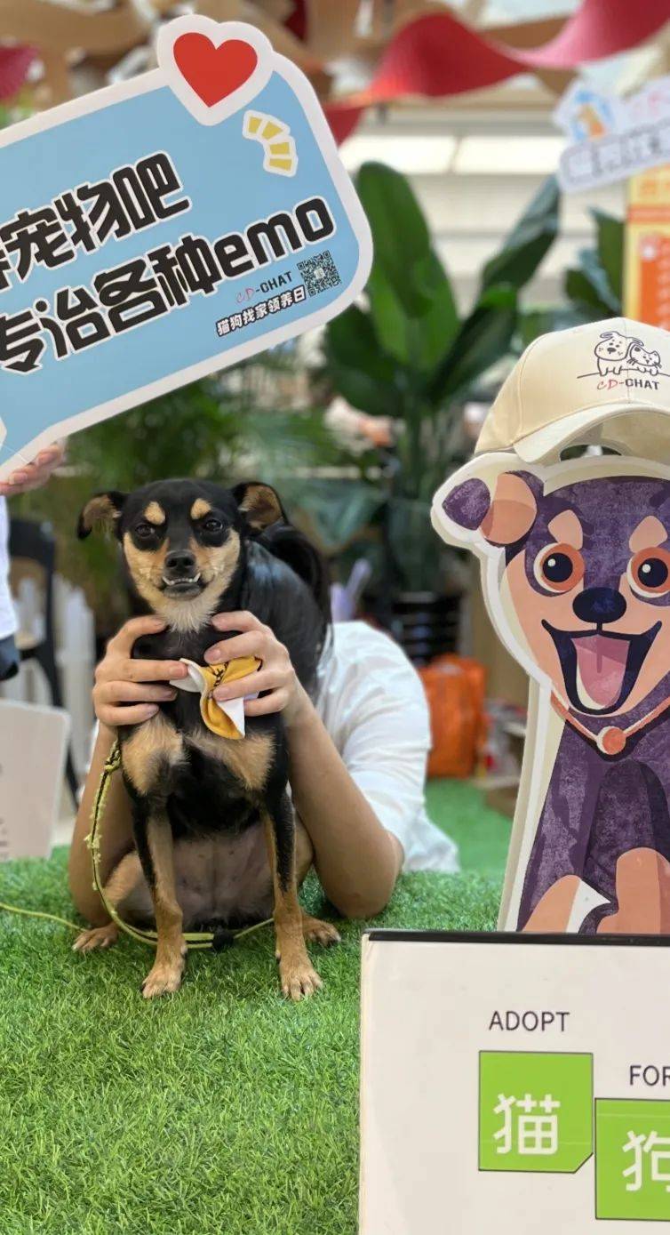 no97线下领养日10只小狗抢先看100组汪汪家庭开派对还有更多好玩等你