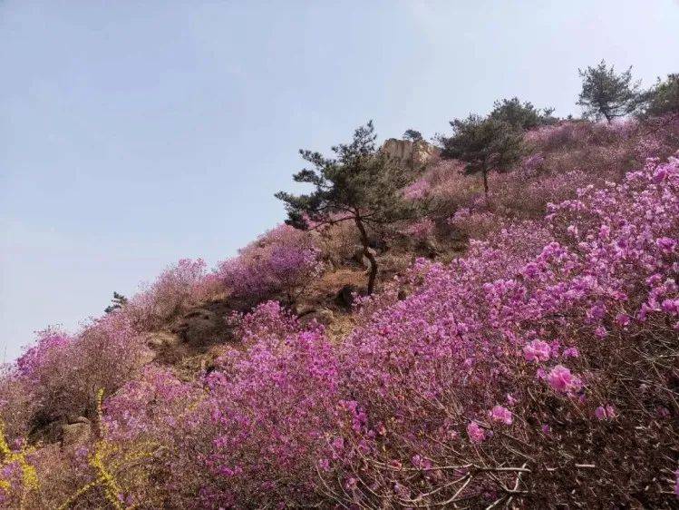 【相约大珠山 赏漫山红杜鹃】青岛大珠山 海军公园特惠赏花一日游