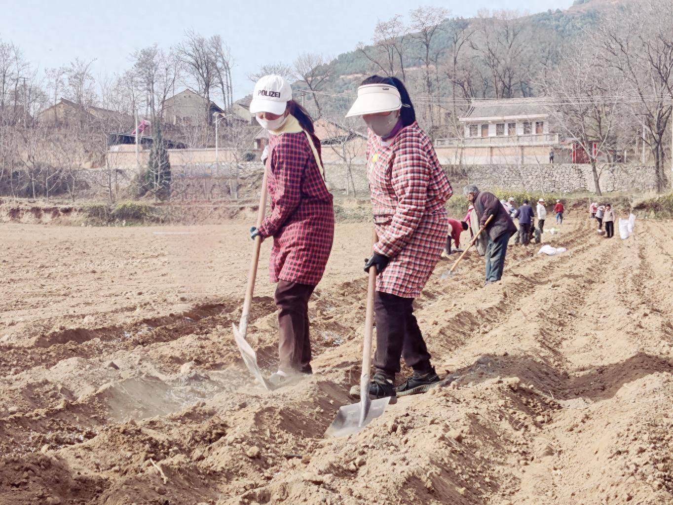 陇县土豆种植忙集体经济添薯光