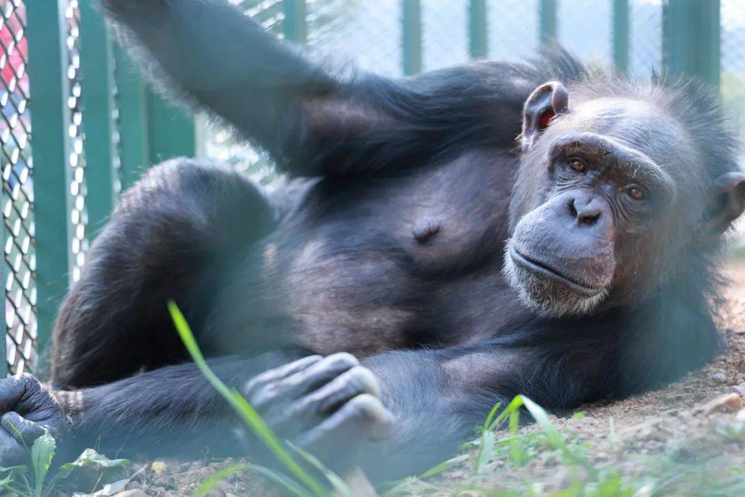 动物大联萌这波可爱请接收