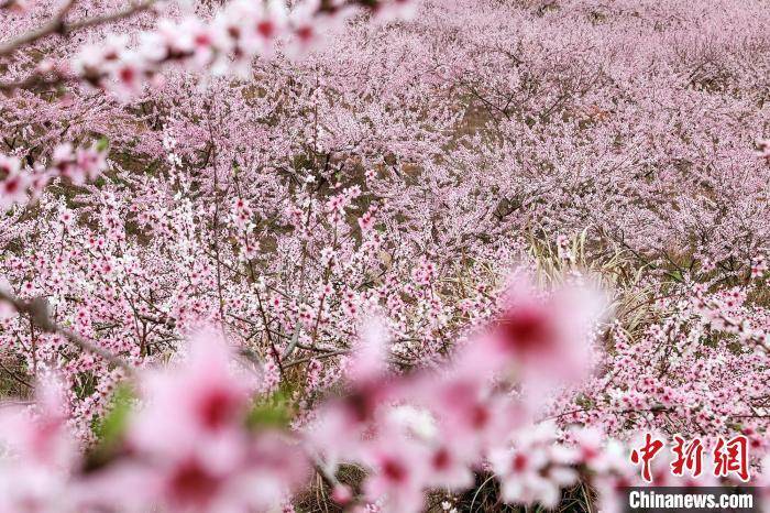 湖南临武县千亩桃花盛开可供游客踏春赏景认购