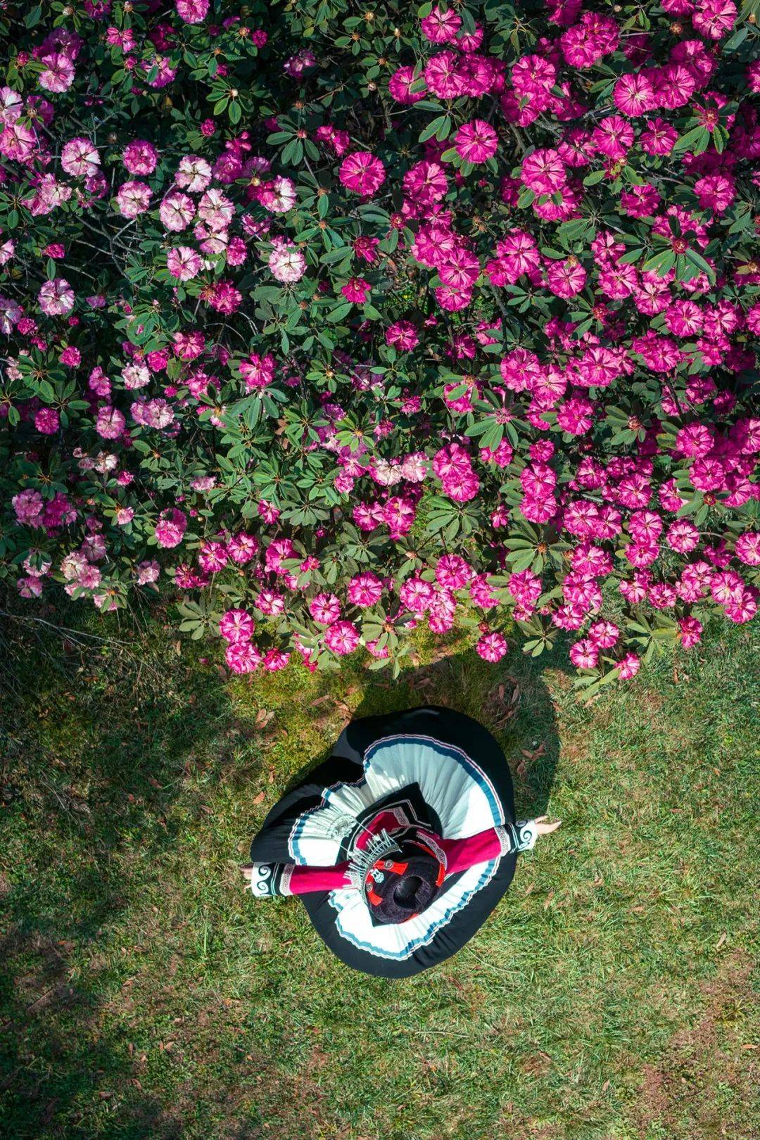 世界最大樱花园百里杜鹃贵州的春天有多撩人