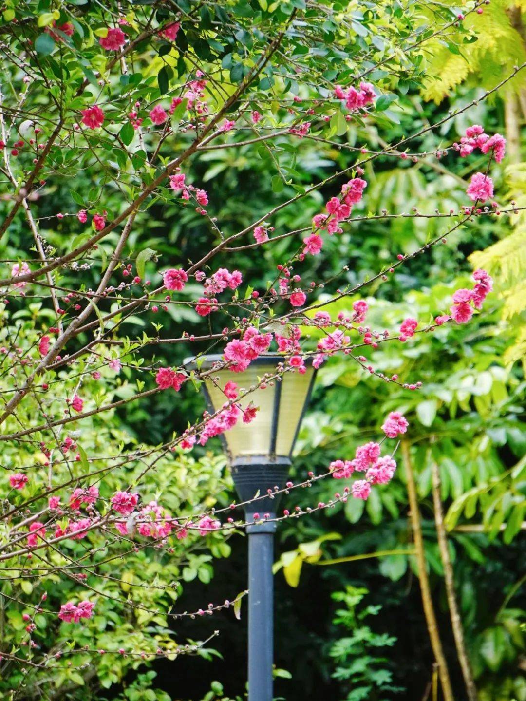 7福建江夏学院一年好景,最美不过春光在这个明媚的仲春时节不妨与三五