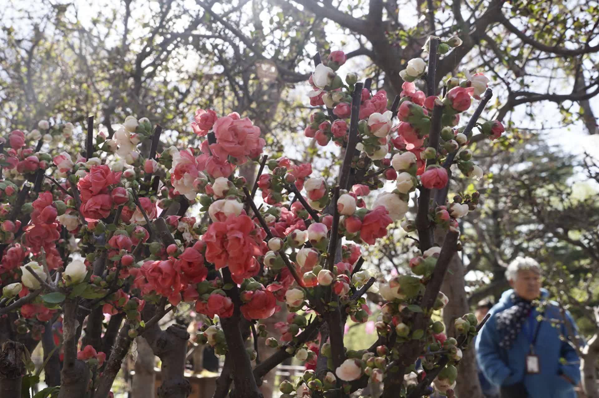 陶然亭公园海棠春花文化节本周六开幕今年可夜赏繁花