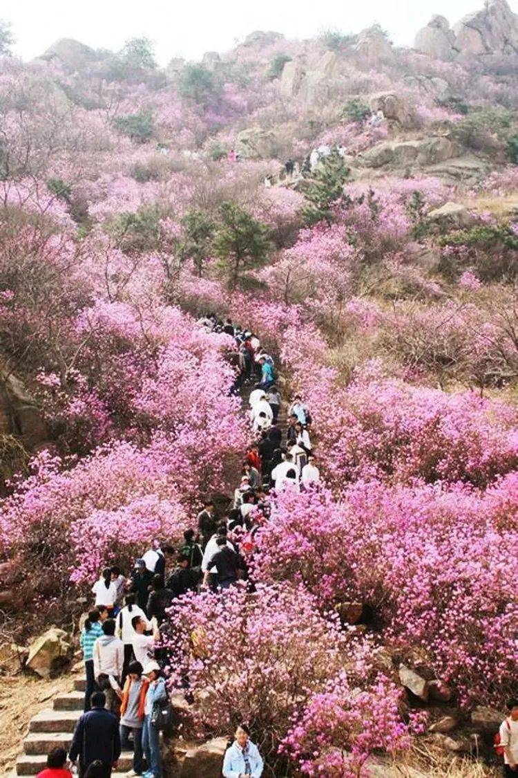 【相约大珠山 赏漫山红杜鹃】青岛大珠山 海军公园特惠赏花一日游