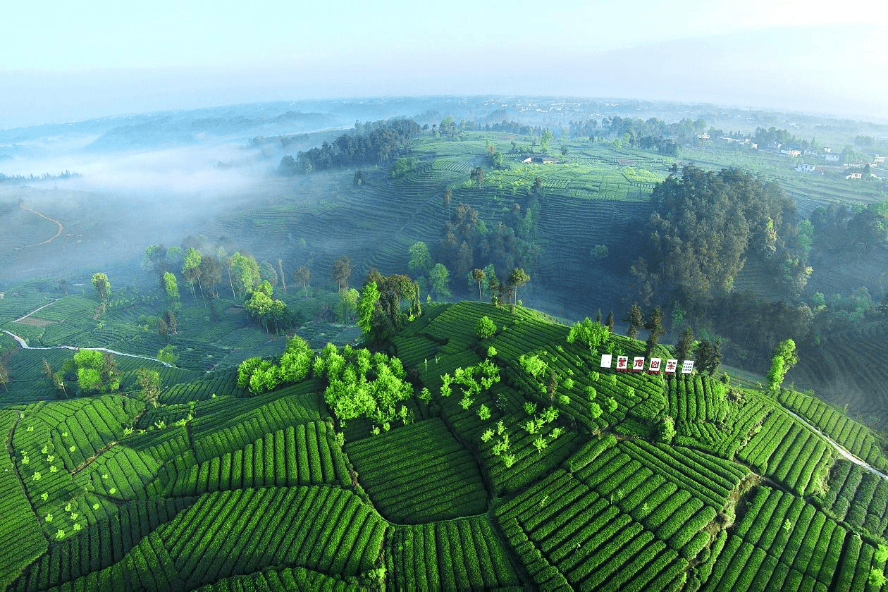 聚焦"三茶统筹" 第二十届蒙顶山茶文化旅游节在四川雅安开幕