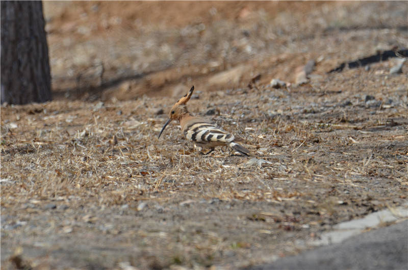嘴尖细长,头顶凤冠,是一种令人怜爱,讨人喜欢的鸟类,常在林缘,疏林