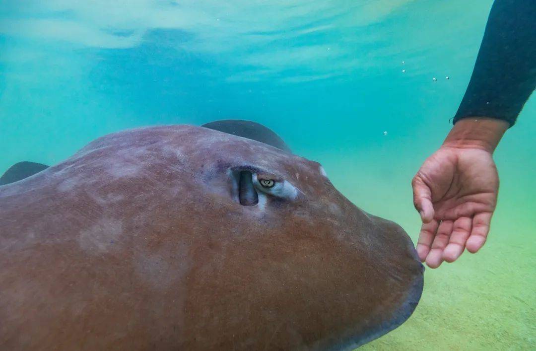 起猛了!"海洋通用货币"竟然开口说话了!_眼睛_嘴巴_同事