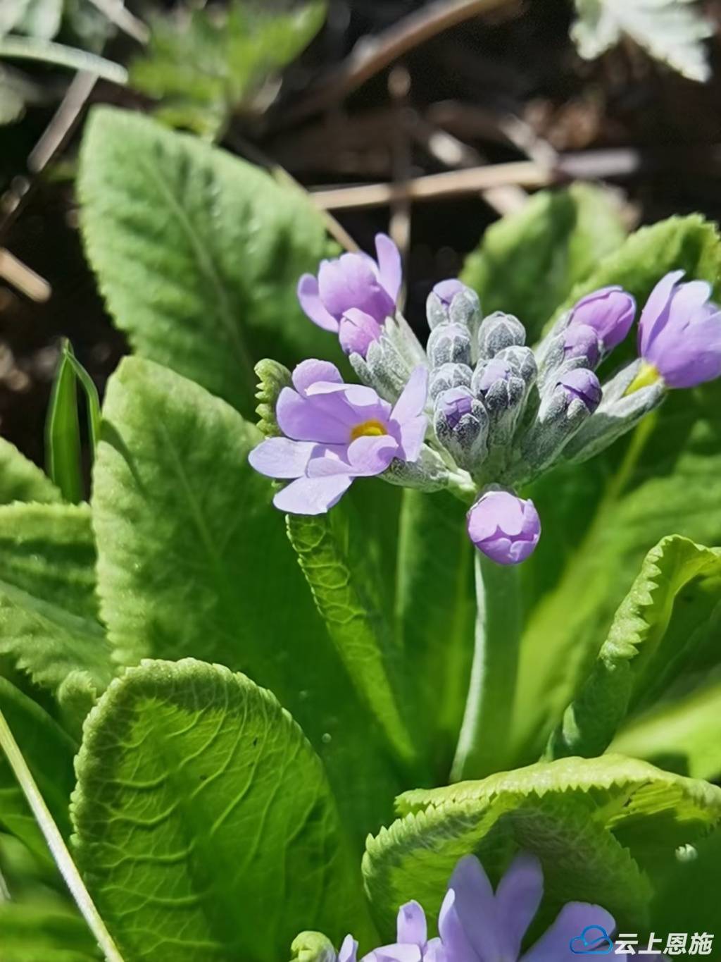 组图建始春天的花事