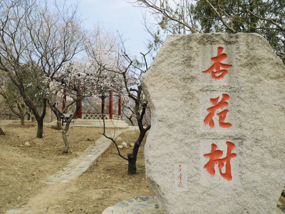 凤凰岭_山桃_杏花