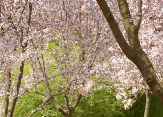 三秦四季花开商洛桃花春色暖先开明媚谁人不看来