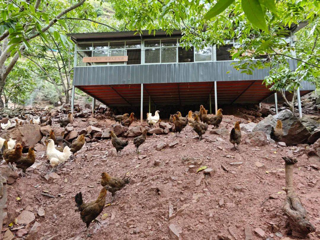 同安农场——永安村林下土鸡养殖场"同安农场——永安村林下土鸡养殖