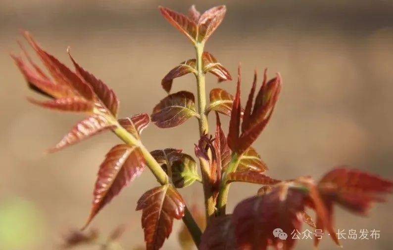 山包海汇长岛人的春天真得味