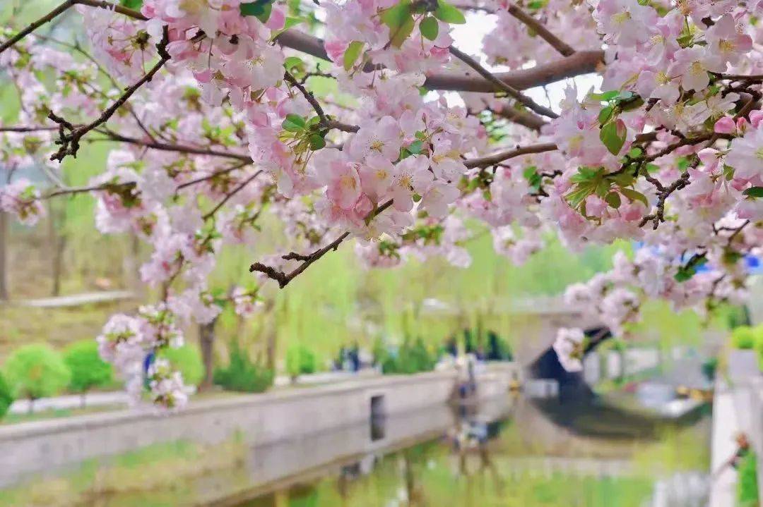 海棠花姿潇洒,花开似锦,素有"花中神仙""花贵妃"等美誉.