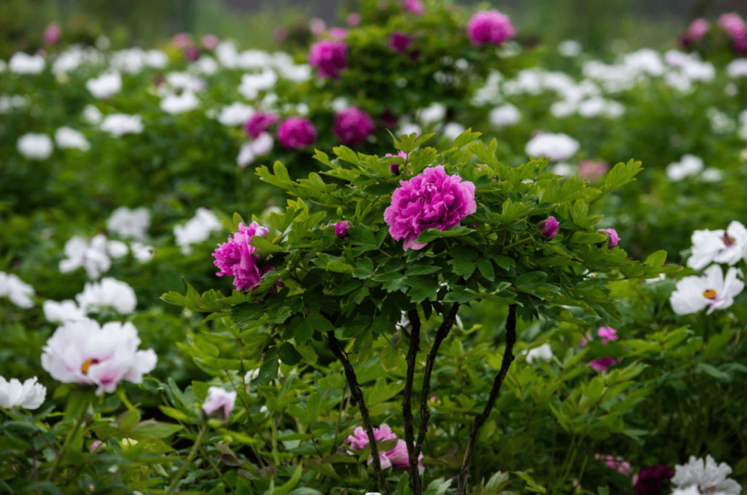 一尺春情,牡丹倾城_彭州_花会_景山
