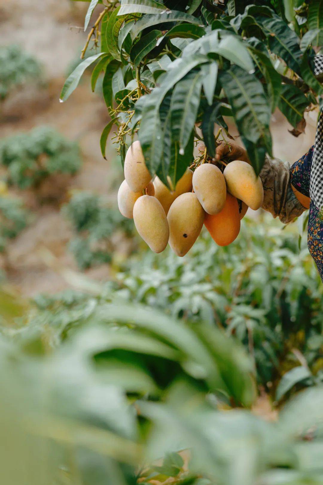 没错,就是你们天天催的芒果