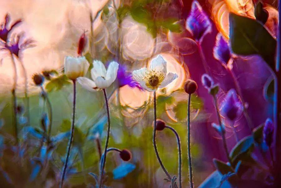 她用12年拍出世上最美野花,堪比魔幻大片,美到令人窒息